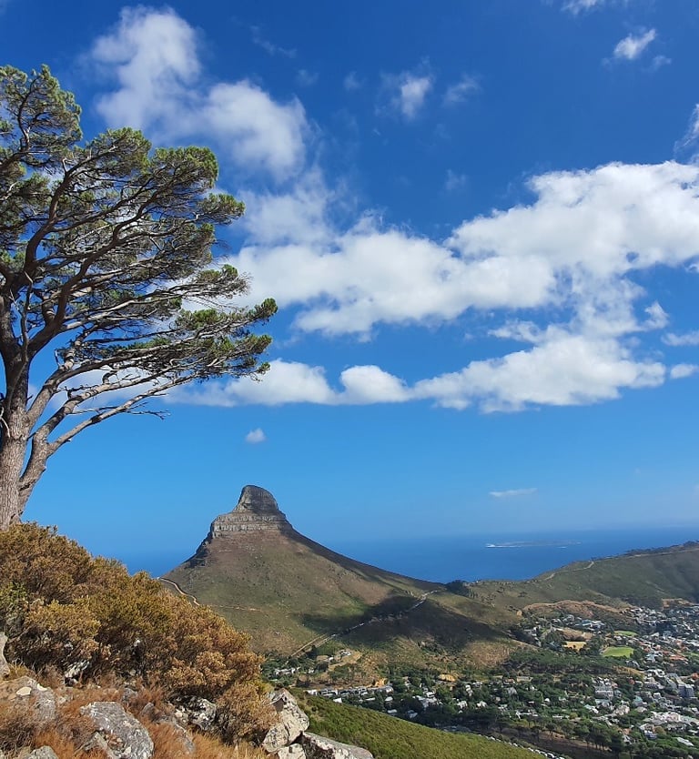 a tree on a mountain side with a view of Lion's Head