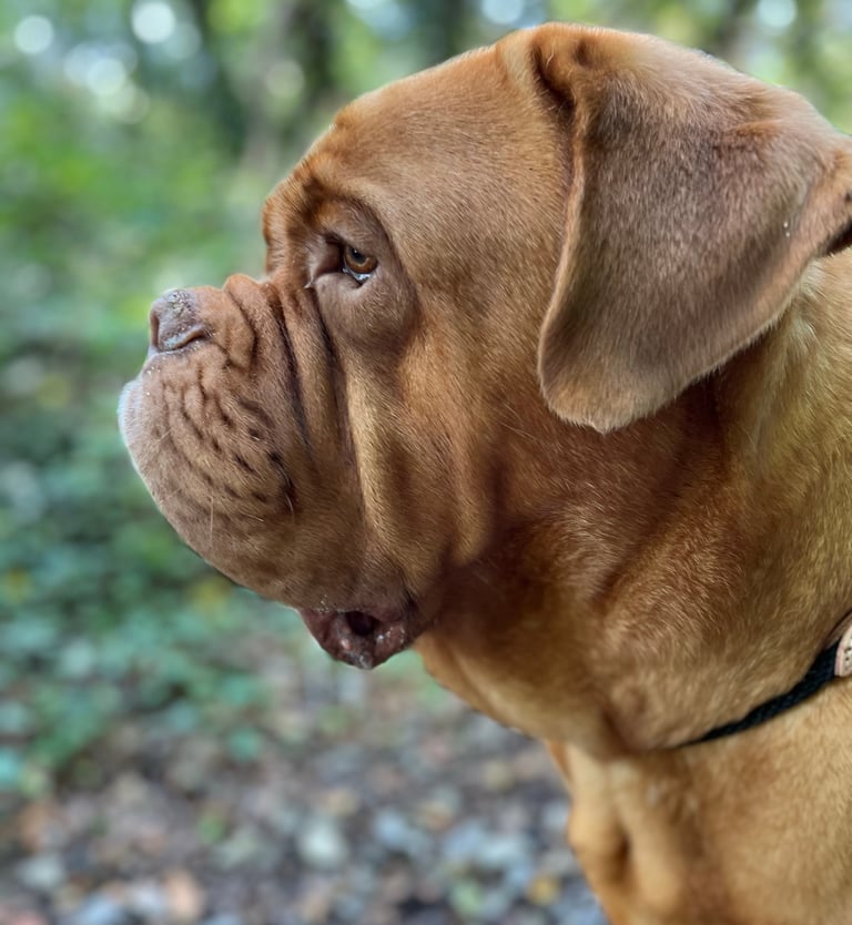 A side profile of a Dogue de Bordeaux