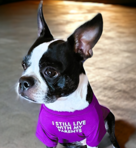 Boston Terrier, Yoki.