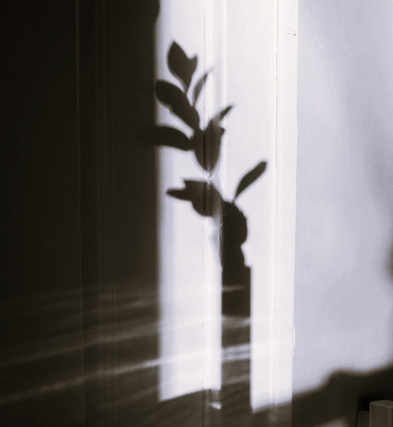 Photo de l'ombre d'une plante sur un mur