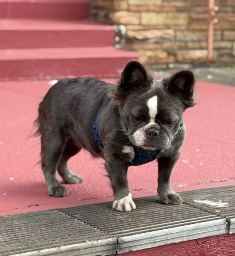 A fluffy long-haired French Bulldog wearing a blue harness stands on red stairs outdoors.