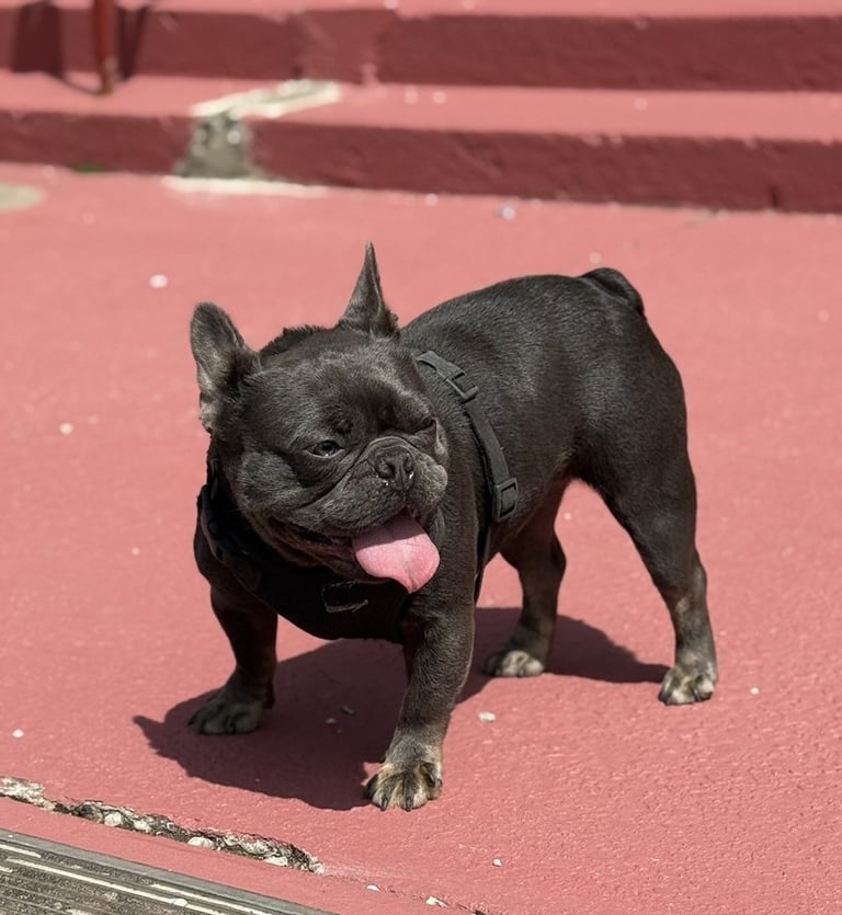A small blue French Bulldog wearing a harness stands on a red sidewalk with its tongue out.