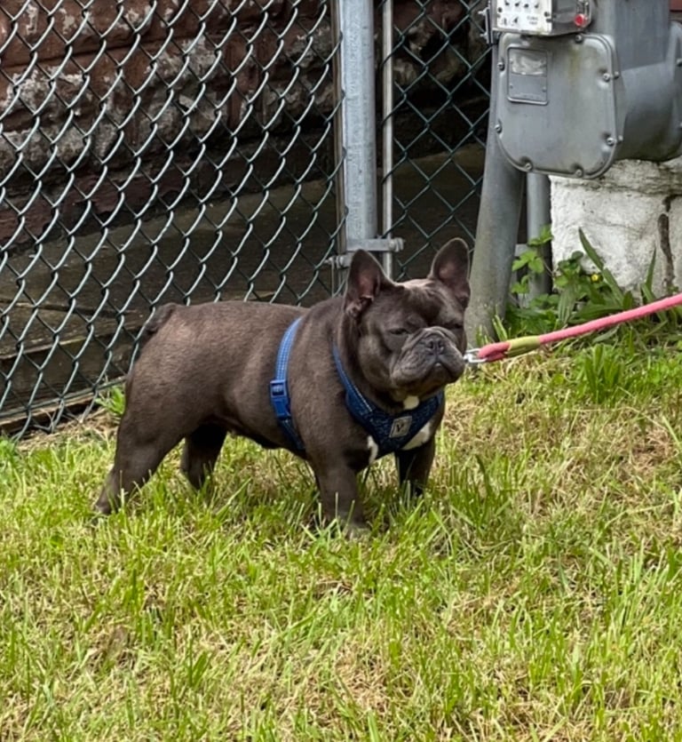A dark blue French Bulldog wearing a blue harness and pink leash stands on green grass by a fence.