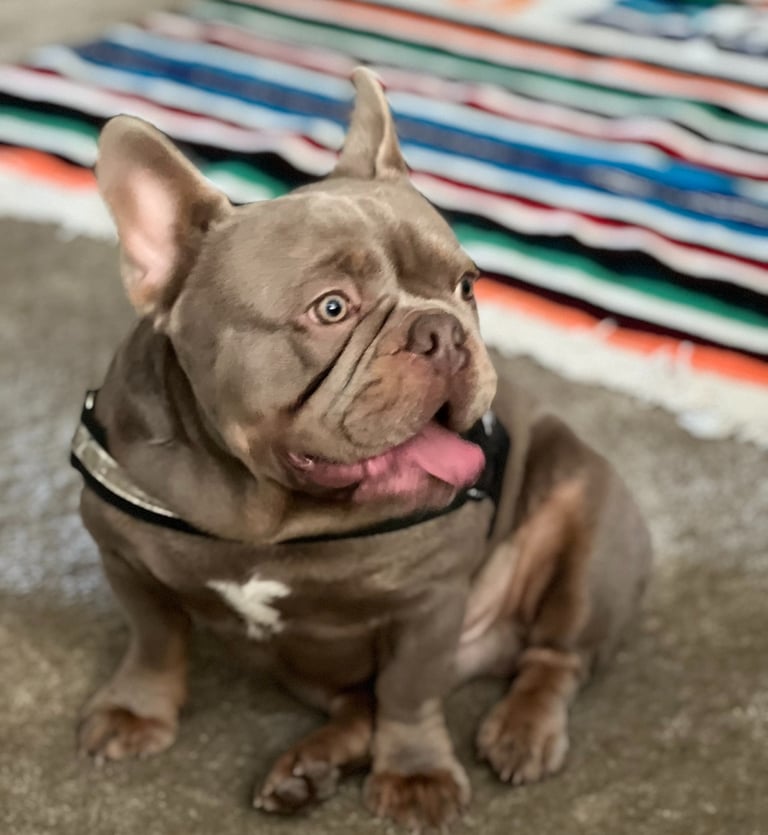 A brown lilac French Bulldog sitting on a concrete floor next to a colorful striped rug.