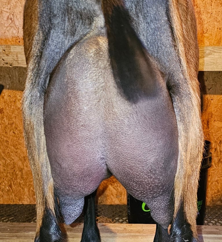 Oberhasli doe rear udder