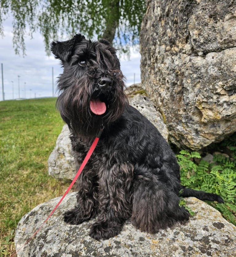 Panzer le schnauzer