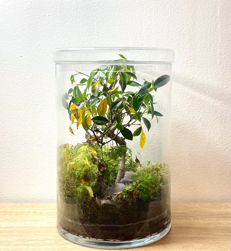 Terrarium avant le service entretien de Bocal terrarium