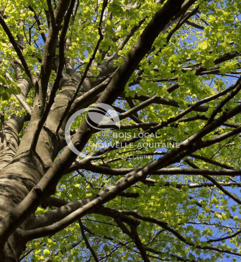 vue d'un arbre d'en bas