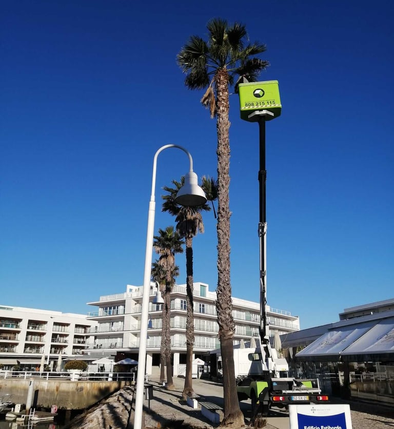 Professional tree service workers trimming tall palm trees using a cherry picker lift in a coastal resort.