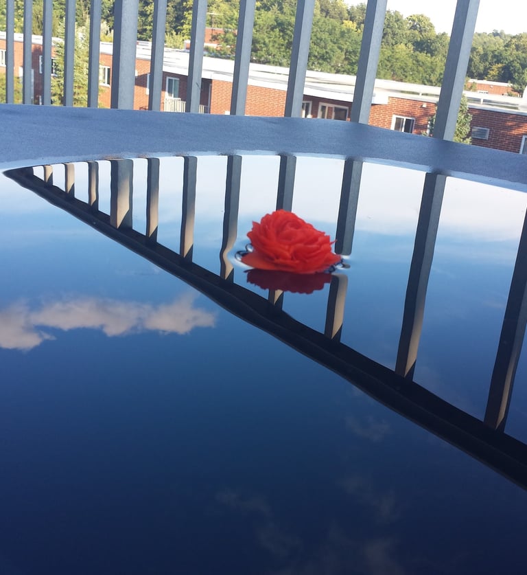 a rose flower on a car's hood