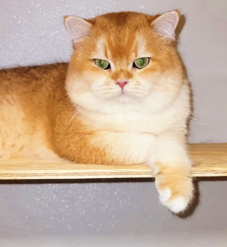 Parents of our BSH Cattery-www.prettybrity.com