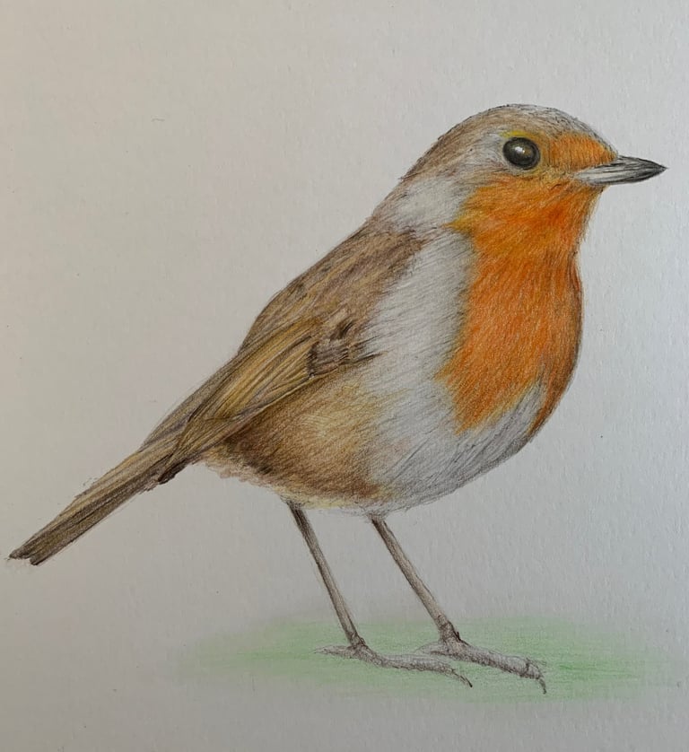 Robin