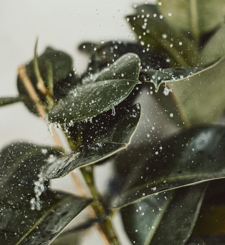 Ficus elastica Audrey plant care guide