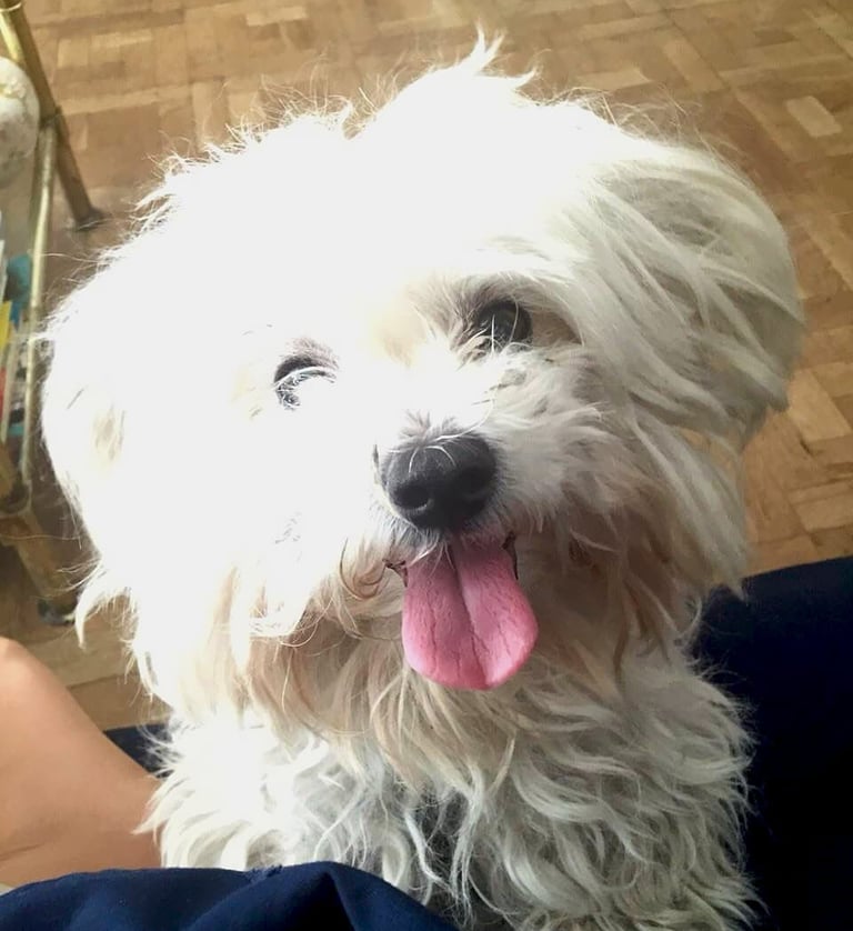 Marco, bichón maltés feliz y amado, corazón de MundoBichón y ejemplo de vínculo eterno entre humanos
