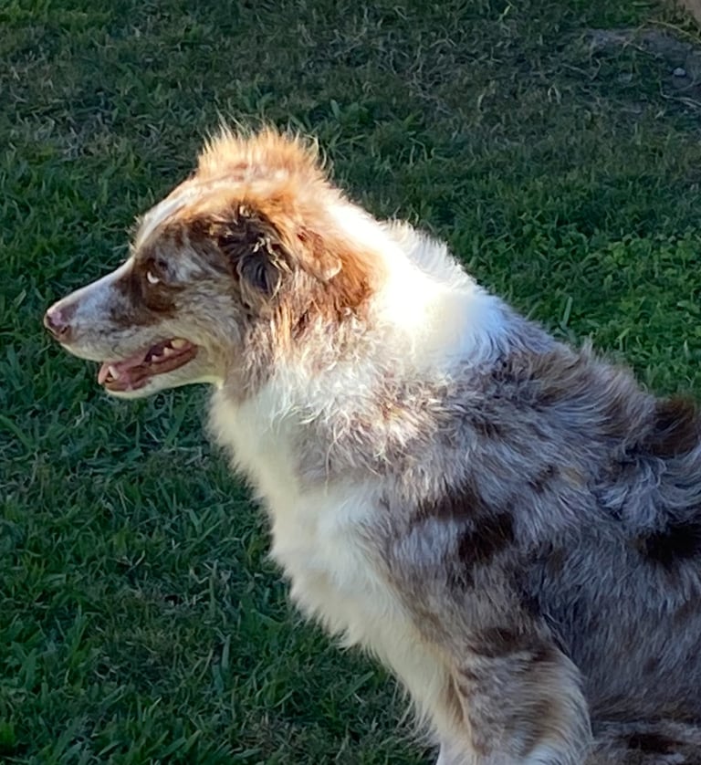 tri chocolate merle 