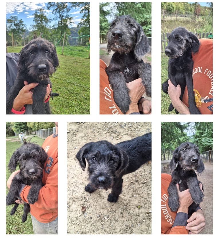 cuccioli labradoodle in vendita bologna, emilia-romagna, nord italia