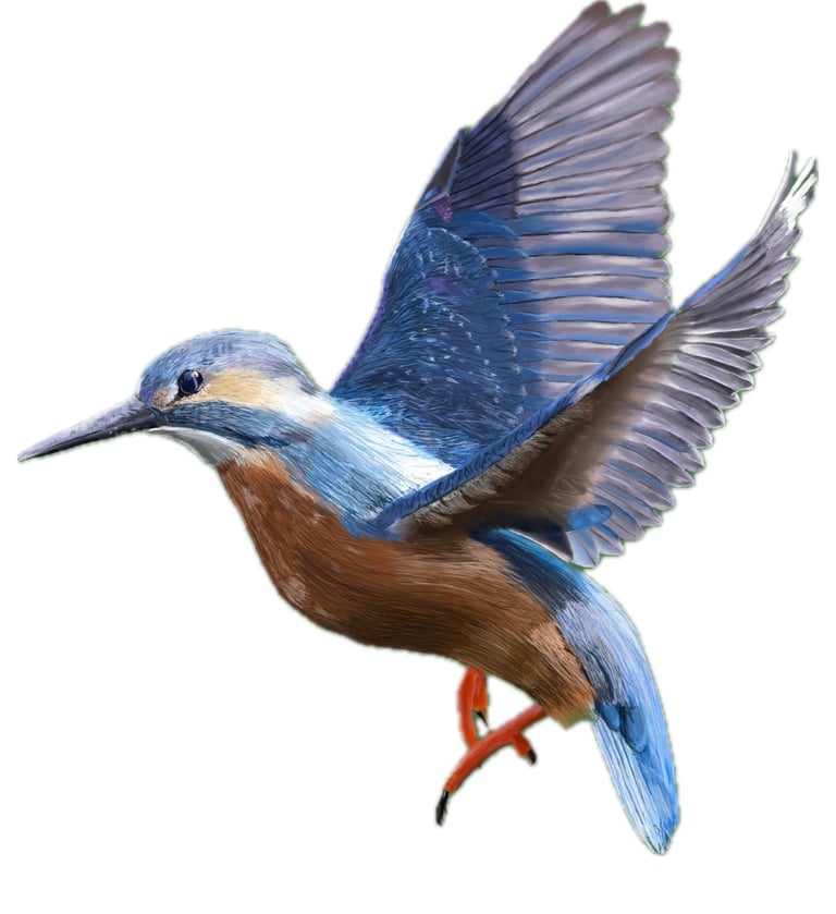 Common kingfisher in flight