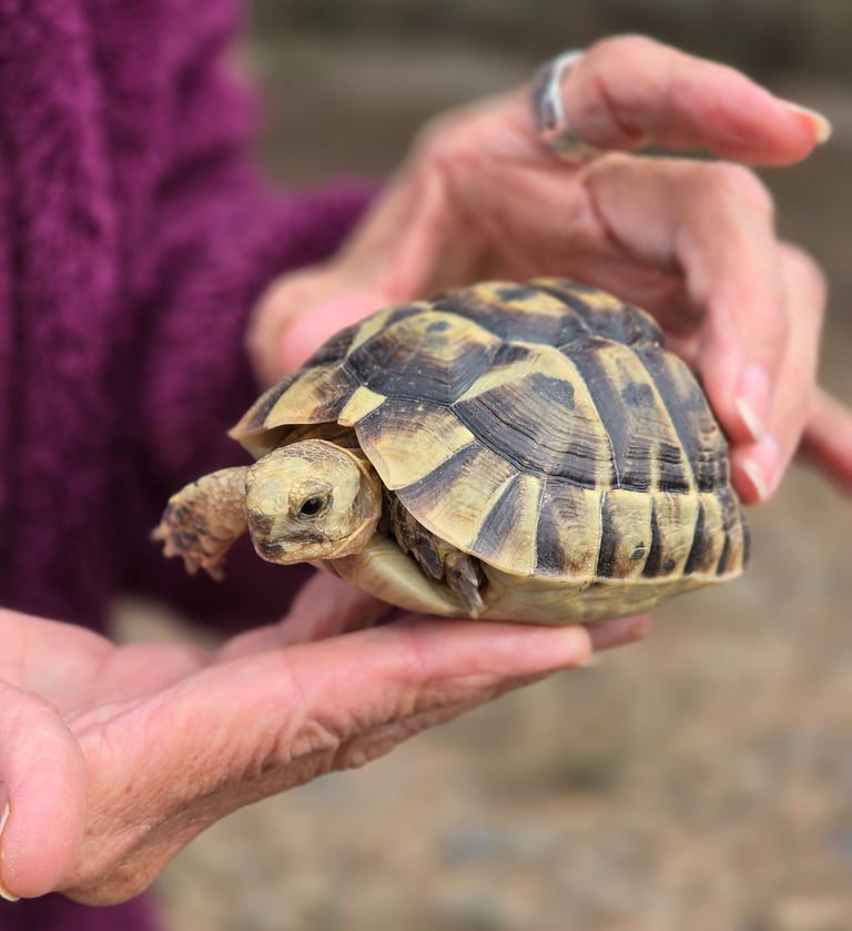Tortuga mora en paraje El Charco Carrascoy