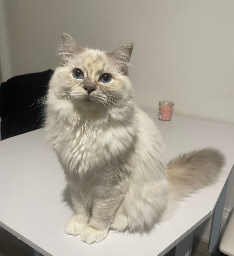 Va Naya des Dolls de Mitilo