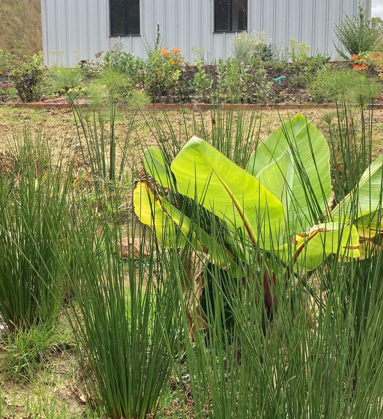 diseño de jardines acuaticos