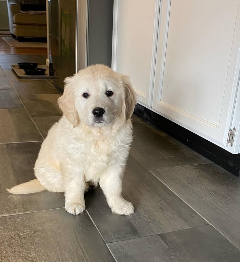 Golden Retriever Puppies for Sale