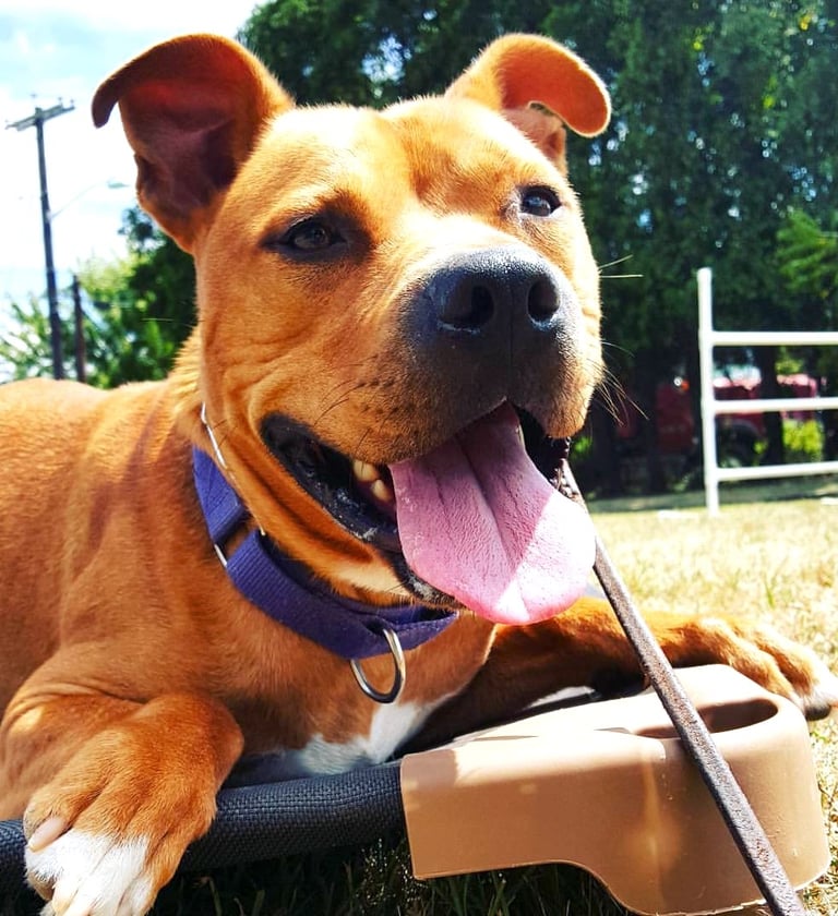 Pit bull relaxing during obedience training in Tampa FL