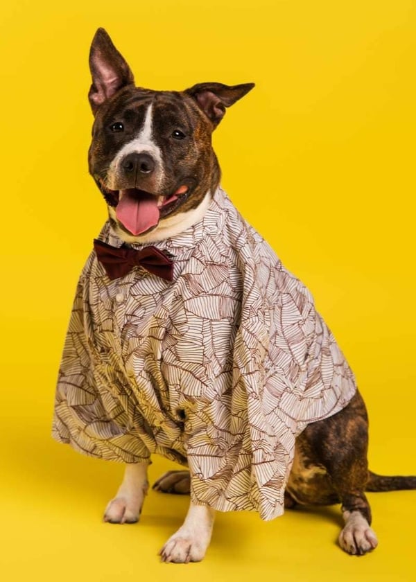 perrito elegante con mono