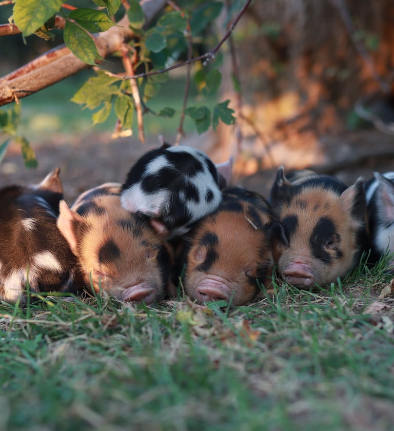 Private farm tour pasture pigs