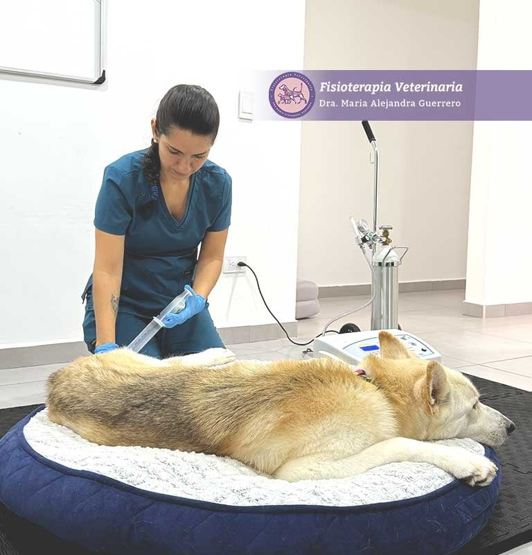 servicio de ozonoterapia veterinaria a domicilio