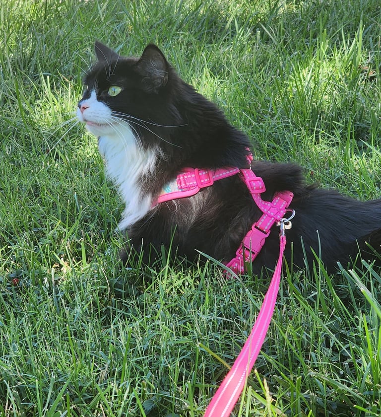 cat boarding, cat sitter, pet sitting,  black cat with a pink leash walking at Ensure Pet Care 