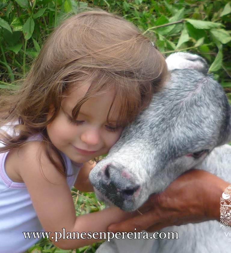 paseos por pereira colombia