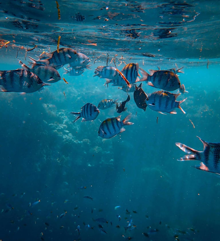 Barbados, Fischschwarm im Wasser