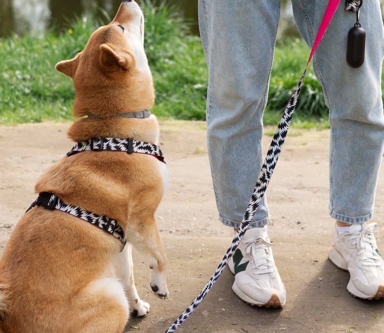 Dog walking and pet sitting in Lynnwood for pets of all ages and sizes
