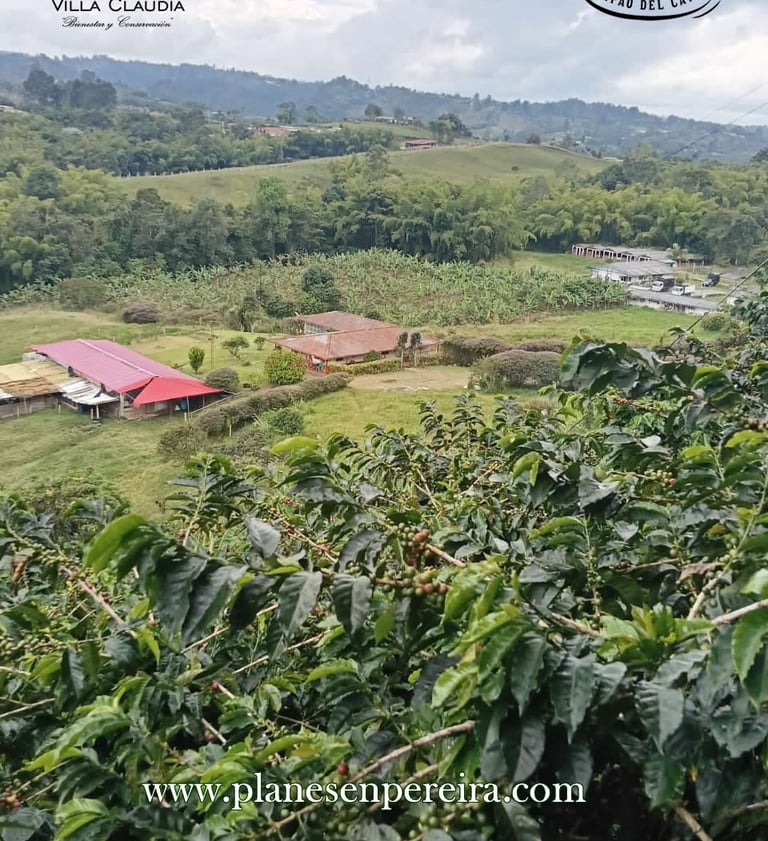 tour cafetero pereira