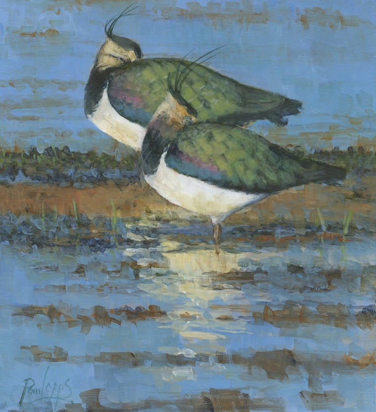 Loose oil study of two sleeping Lapwings in the water at RSBP Dungeness