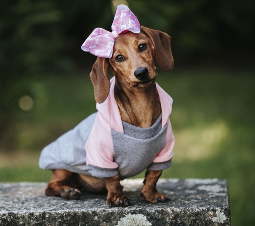 Un cachorro de perro salchicha marrón con una sudadera con capucha rosa y gris y una diadema