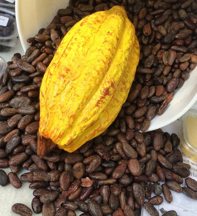 Cacao Pod with cacao beans