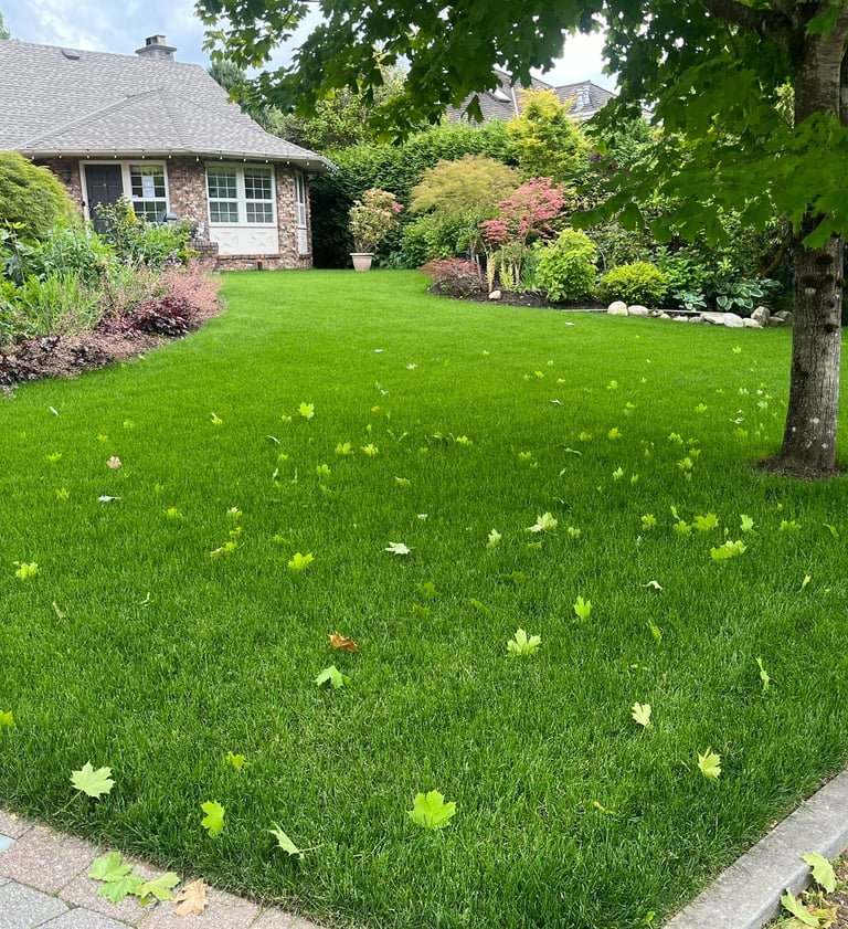 Newly Sod Replaced Lawn