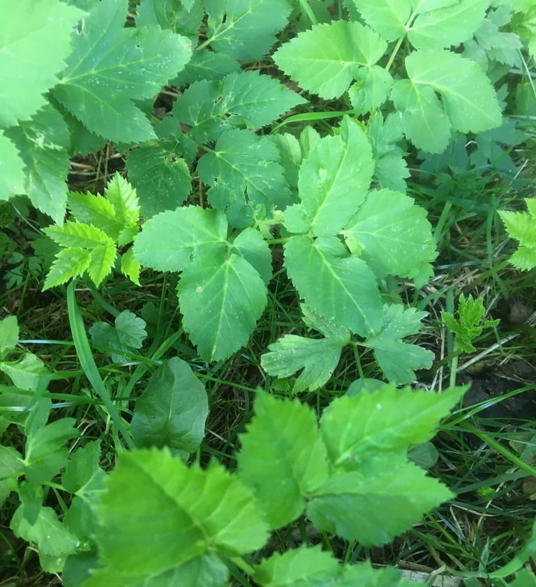 Giersch - ein sehr wohlschmeckendes Unkraut