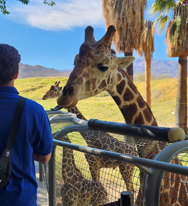 Giraffe encounter at The Living Desert Zoo and Gardens near Palm Springs