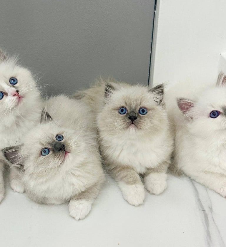 Ragdoll Litter