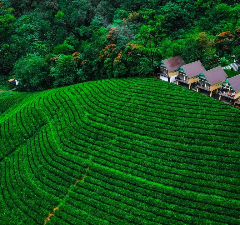 View of Zero Degree Jungle Resort amid tea plantation Virippara.