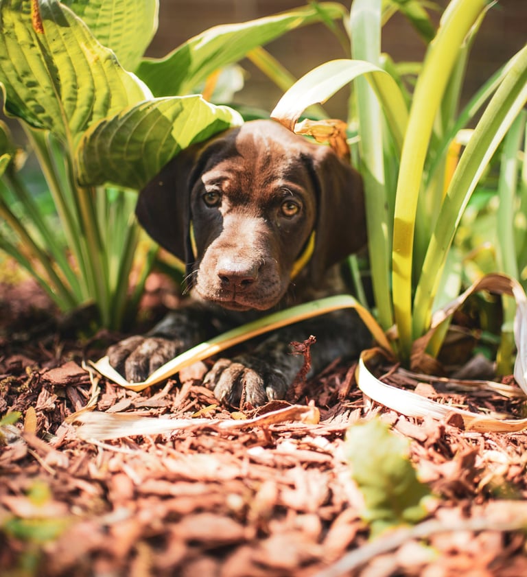 Puppy hiding among garden plants, a reminder of toxic plant risks for dogs.