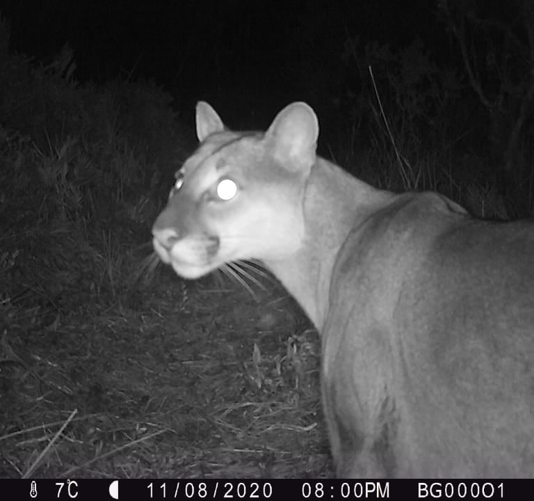 Puma concolor en Reserva Natural El Páramo, Guasca, Colombia — cámara trampa