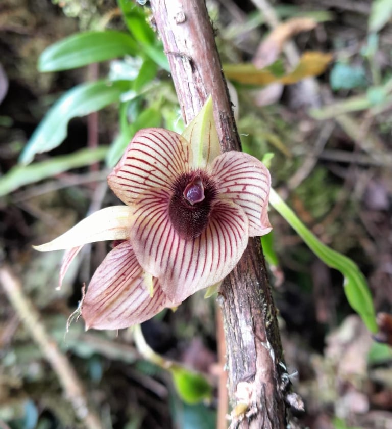 Telipogon sp. en Reserva Natural El Páramo, Guasca, Colombia