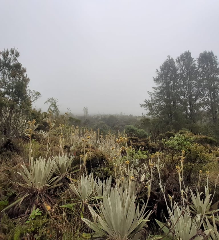 Paisaje de páramo con frailejones y neblina, Reserva Natural El Páramo, Guasca
