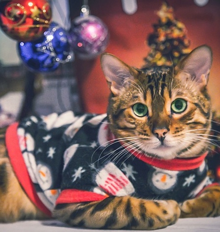 Un gato bengalí atigrado marrón con un jersey navideño con estampado de muñeco de nieve navidad