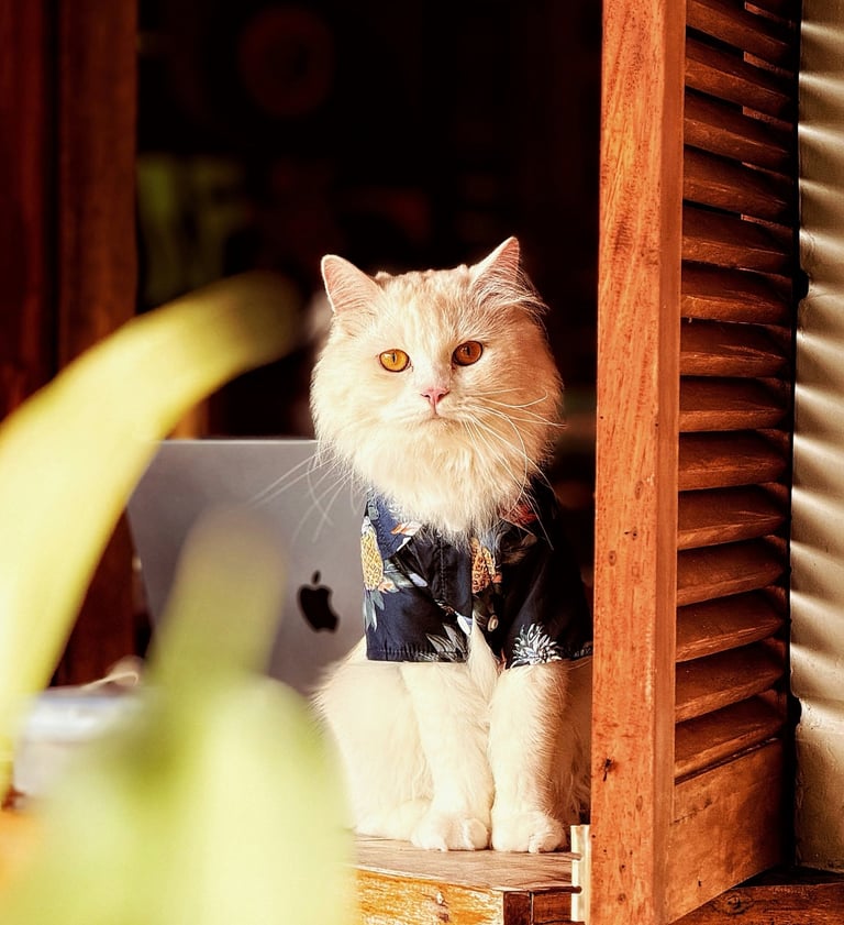 Un gato blanco de pelo largo, que lleva una camisa hawaiana azul con estampado floral, está sentado