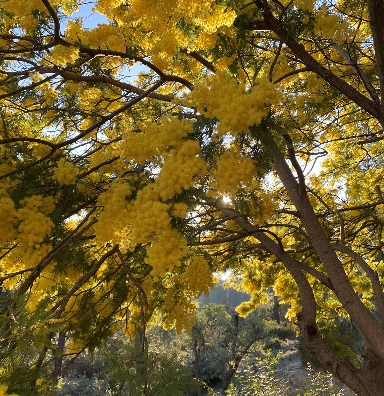 Eine Mimose in voller gelber Blüte angestrahlt von Sonne, die für Widerstandskraft steht.