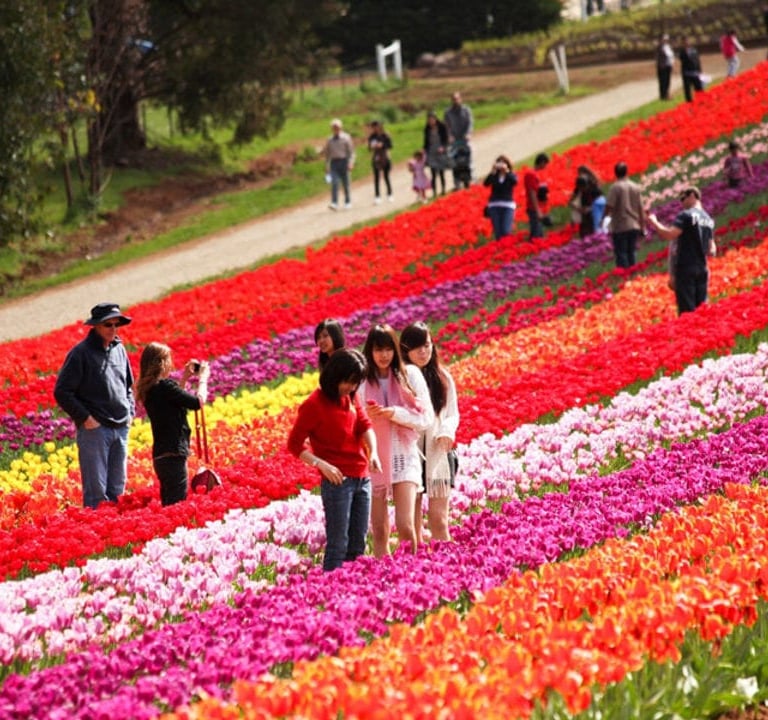 Tulip Garden Kashmir | Connect Kashmir